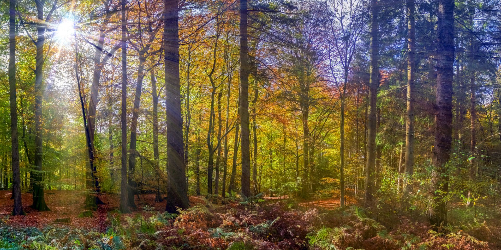 View of a vibrant forest with sun coming through branches